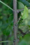 Climbing euonymus